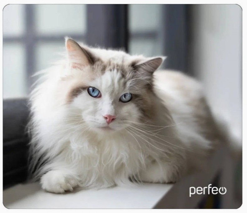 Perfeo Коврик для компьютерной мыши "Cat", Рис.1 (350*300*3 мм), ткань+резиновое основание